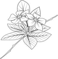 catharanthus blomma botanik linje konst, snäcka blomma tatuering, snäcka tatuering svart och vit, snäcka tatuering mönster catharanthus ritningar för färg sidor, aduts färg sidor vektor