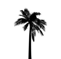 ein schwarz und Weiß Illustration von ein Palme Baum, Silhouette von Palme Baum auf Weiß Hintergrund Vektor Kunst, schwarz Farbe