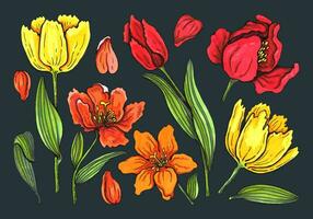 Frühling Blumen und Blätter von Tulpen gemalt durch Aquarell. einstellen zum irgendein Design vektor