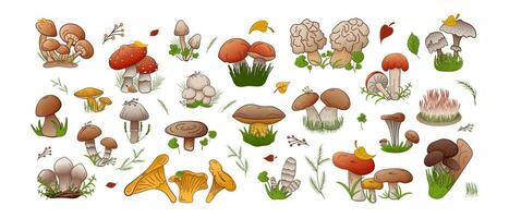 Vektor einstellen Wald Pilze. Sammlung anders Typen Pilze essbar und ungenießbar.