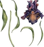 vattenfärg mörk lila iris blomma uppsättning isolerat på vit. gotik blommig löv botanisk illustration hand ritade. gotik mörk bröllop dekoration i årgång stil. element för inbjudan, bakgrund vektor