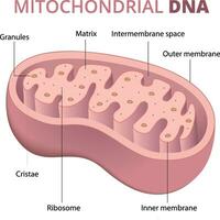 Illustration von mitochondrial DNA Anatomie Diagramm vektor