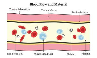 blod strömma och material vetenskap design vektor illustration