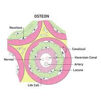 osteon vetenskap design vektor illustration diagram