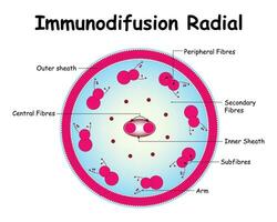 Immundiffusion radial Wissenschaft Design Vektor Illustration