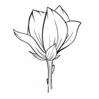 magnolia blomma kontur magnolia linje konst ritning vektor