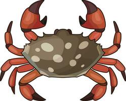 entdeckt Krabbe Karikatur Vektor Illustration, entdeckt Krabbe mit rot Beine und Cheliped farbig und schwarz und Weiß Linie Kunst Lager Vektor Bild