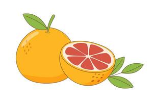 grapefrukt hel och halv vektor