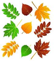 einstellen von Herbst Blätter, anders Farben auf Weiß Hintergrund mit Schatten. Konzept - - Herbst, Herbst Stimmung. isoliert Herbst Elemente zum Design. Ahorn Blätter, Birke Blätter vektor