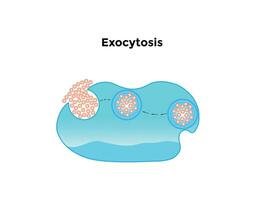 exocytos vesikel transport den där bär mycket stor molekyler tvärs över de cell membran. vektor illustration