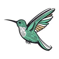 kolibri isolerat på vit bakgrund. vektor hand dragen illustration.
