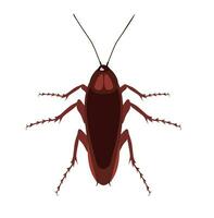kackerlackor insekter vektor illustration i isolerat vit bakgrund. objekt av insekt och flyga ikon. insekt och element stock symbol för webb.