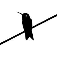 thront Kolibri Silhouette, können verwenden Kunst Illustration, Webseite, Logo Gramm, Piktogramm oder Grafik Design Element. Vektor Illustration