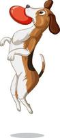 Beagle-Hund-Cartoon auf weißem Hintergrund vektor