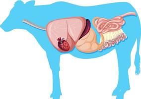 inre anatomi hos ko med organ vektor