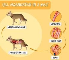 Diagramm, das die Zellorganisation bei einem Wolf zeigt vektor