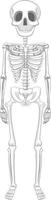 isolerat mänskligt skelett anatomi vektor