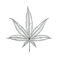 vektor marihuana blad