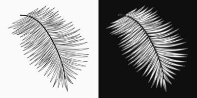 schwarz und Weiß Blatt von Kokosnuss Palme. vektor