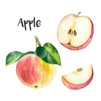 Hand gezeichnet Aquarell Äpfel. rot Aquarell Äpfel auf das Zweig, ein Hälfte Schnitt Apfel und ein Stück von Apfel auf das Weiß Hintergrund. vektor