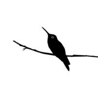 thront Kolibri Silhouette, können verwenden Kunst Illustration, Webseite, Logo Gramm, Piktogramm oder Grafik Design Element. Vektor Illustration