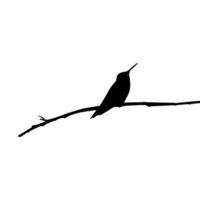 thront Kolibri Silhouette, können verwenden Kunst Illustration, Webseite, Logo Gramm, Piktogramm oder Grafik Design Element. Vektor Illustration