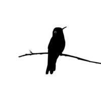 thront Kolibri Silhouette, können verwenden Kunst Illustration, Webseite, Logo Gramm, Piktogramm oder Grafik Design Element. Vektor Illustration