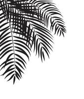 vacker palmblad silhuett bakgrund vektor