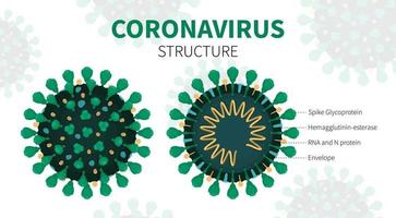 intern struktur och anatomi av virus covid-19 vektor