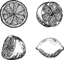 citron- skivor är dragen med bläck. citron- uppsättning isolerat på en vit bakgrund. skivad citron- vektor illustration.