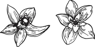 uppsättning av citron- blomma knoppar grafik. grenar med citron- blommor bläck illustration, vektor. vår blommor för utskrift, inbjudningar, vykort vektor