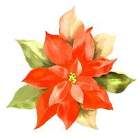 Aquarell Weihnachten Weihnachtsstern Blume. Hand gezeichnet Illustration isoliert Weiß Hintergrund. vektor