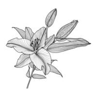 realistisk linje teckning av en lilja med löv och knoppar, svart grafik på vit bakgrund, modern digital konst. element för design. vektor