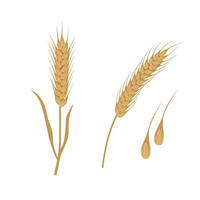 vete vektor. knippa av vete öron klämma konst. torkades hela korn illustration. flingor skörda, lantbruk, organisk jordbruk, friska mat. platt vektor i tecknad serie stil isolerat i vit bakgrund.