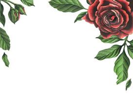 röd svart reste sig blommor med grön löv och knoppar, chic, ljus, skön. hand dragen vattenfärg illustration. mall på en vit bakgrund, för dekoration och design. vektor