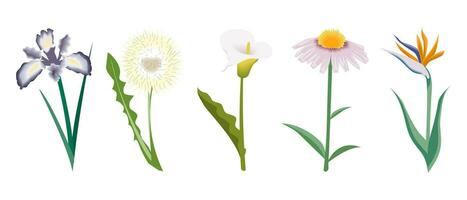 uppsättning av blommor, calla, iris, krysantemum, maskros. botanisk illustration, vektor