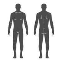 silhuetter av en manlig mänsklig kropp, främre och tillbaka vyer. anatomi. medicinsk och begrepp. illustration, vektor