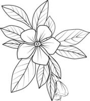 Immergrün Blume skizzieren, Clip Kunst minimalistisch Immergrün Blume Umriss, einfach Catharanthus Linie Zeichnungen, einfach Immergrün Blume Zeichnung, Bleistift skizzieren Sadabahar Blume Zeichnung vektor