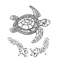 Schildkröten und Seetang. Wasser- Tier und Pflanze. Reptil, Algen. Vektor. vektor