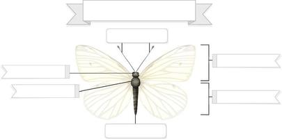 extern anatomi av ett fjärils arbetsblad vektor