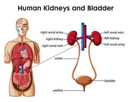 Infografik zu menschlichen Nieren und Blase im Cartoon-Stil vektor