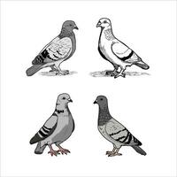 einstellen von Taube Vogel Symbol Vektor Illustration