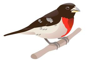 reste sig breasted grosbeak fågel. en ljus fågel är Sammanträde på en gren. tecknad serie vektor illustration på en vit bakgrund.