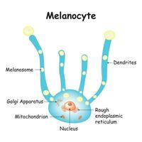 Melanozyten Wissenschaft Design Vektor Illustration Diagramm