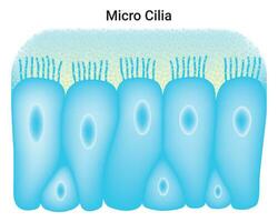 mikro cilia vetenskap design vektor illustration diagram