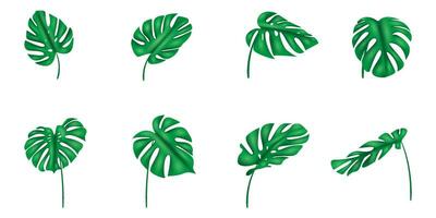 Sammlung von Bilder von tropisch Blätter vektor