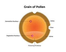 wissenschaftlich Entwerfen von Korn von Pollen Anatomie. das männlich Gamet im Pflanzen. bunt Symbole. Vektor Illustration.