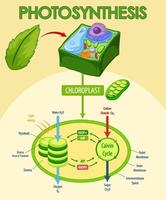 Diagramm, das den Prozess der Photosynthese in Pflanzen zeigt vektor