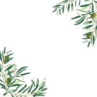oliv träd fyrkant ram, gräns. grön oliver och grenar hörn. hand dragen vattenfärg botanisk illustration. kan vara Begagnade för kort, logotyper och mat design. vektor