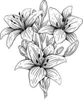 wild Lilie Blume botanisch skizzieren Illustration vektor